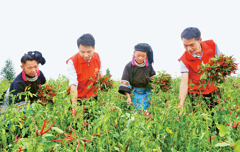 貴州省重視年輕干部基層歷練,讓年輕干部在基層墩苗成長。圖為在新一輪駐村幫扶中,黔東南苗族侗族自治州年輕干部與群眾一同在田間勞動,助力鄉(xiāng)村振興。 貴州省委組織部供圖